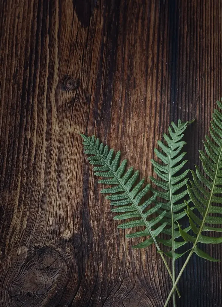 fern, small fern, green, plant, wood, brown, close up, nature, freedom of text, negative space, fern, fern, fern, fern, fern, wood